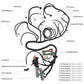 LS T56 DBW STANDALONE WIRING HARNESS or Non-Electric Tran 4.8 5.3 6.0